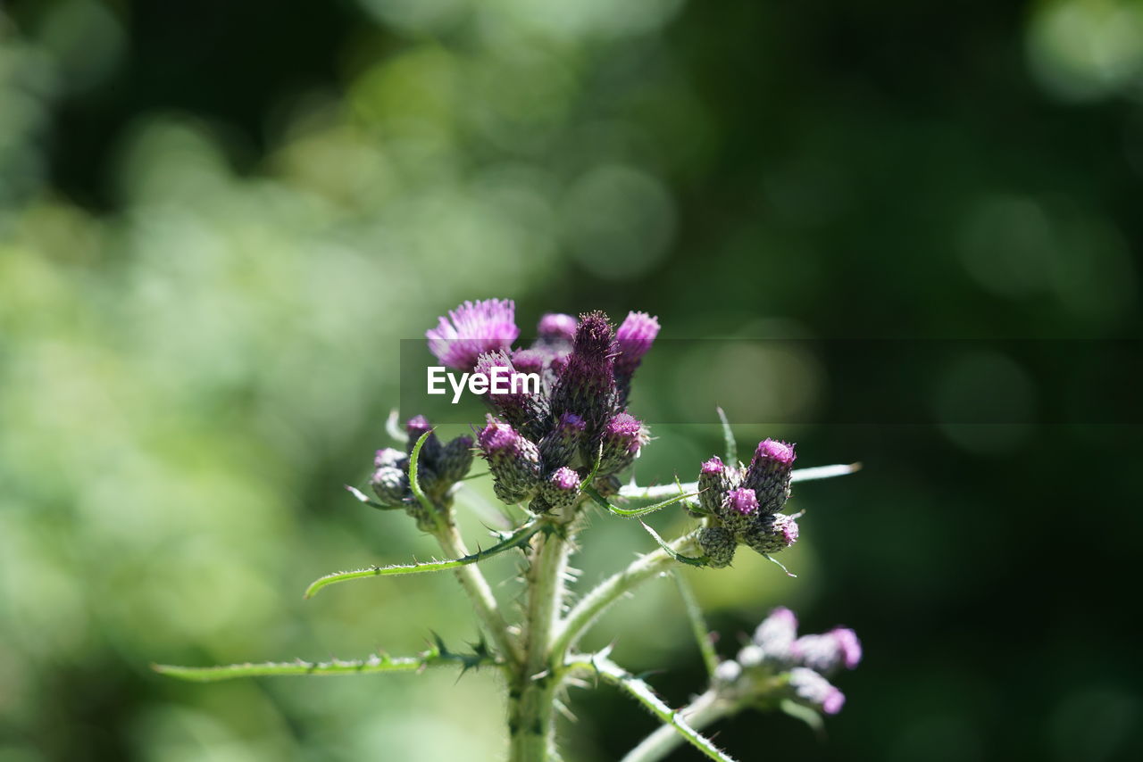 CLOSE-UP OF PURPLE FLOWER