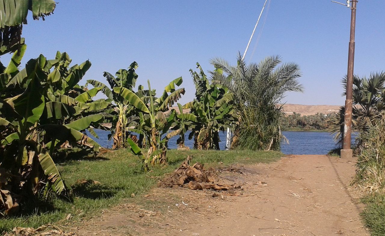 SCENIC VIEW OF PALM TREES ON LANDSCAPE AGAINST CLEAR SKY