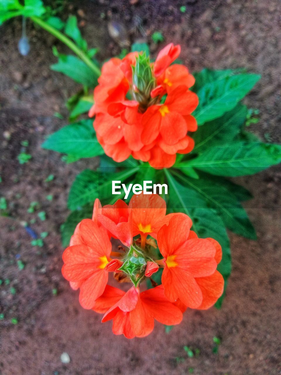 HIGH ANGLE VIEW OF ORANGE ROSE FLOWER