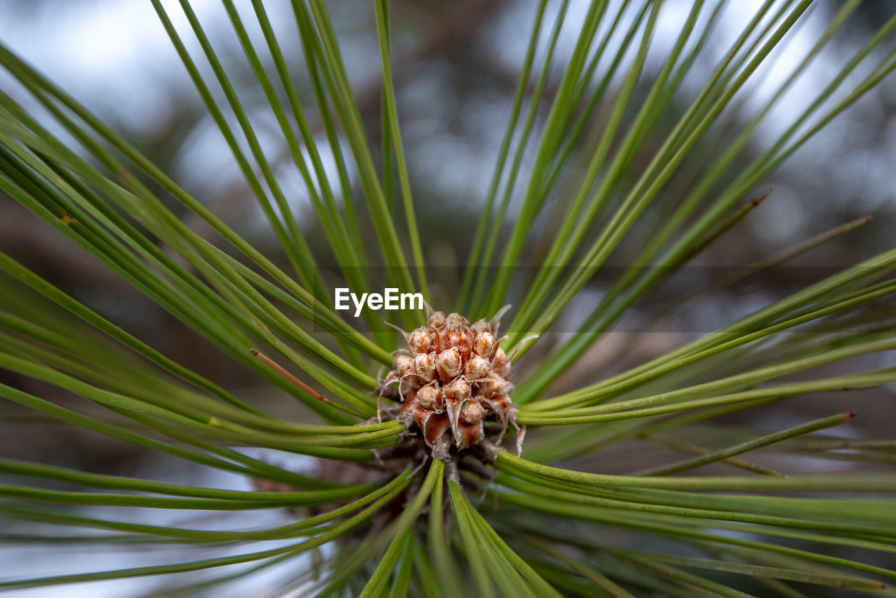CLOSE-UP OF PINE CONES ON TREE