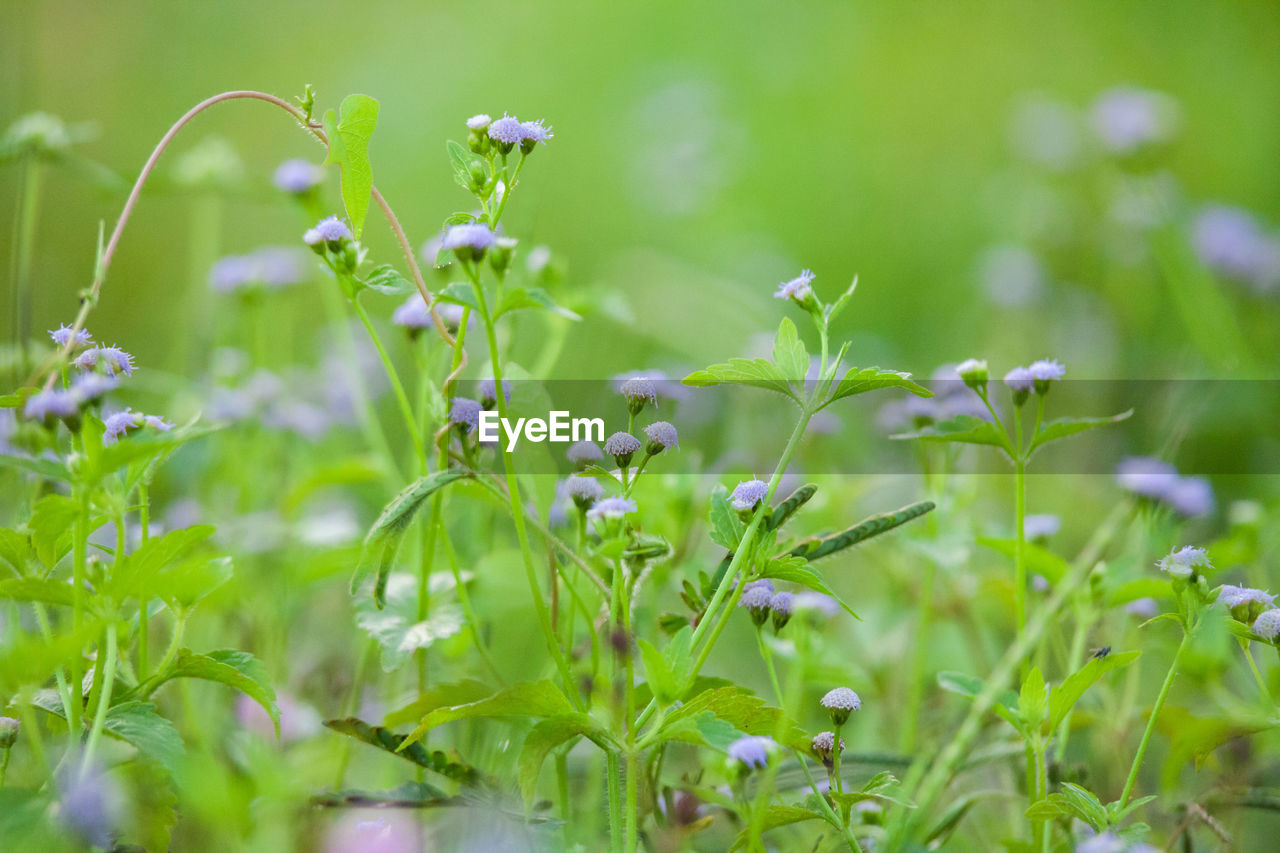 Close-up of flowers blooming outdoors