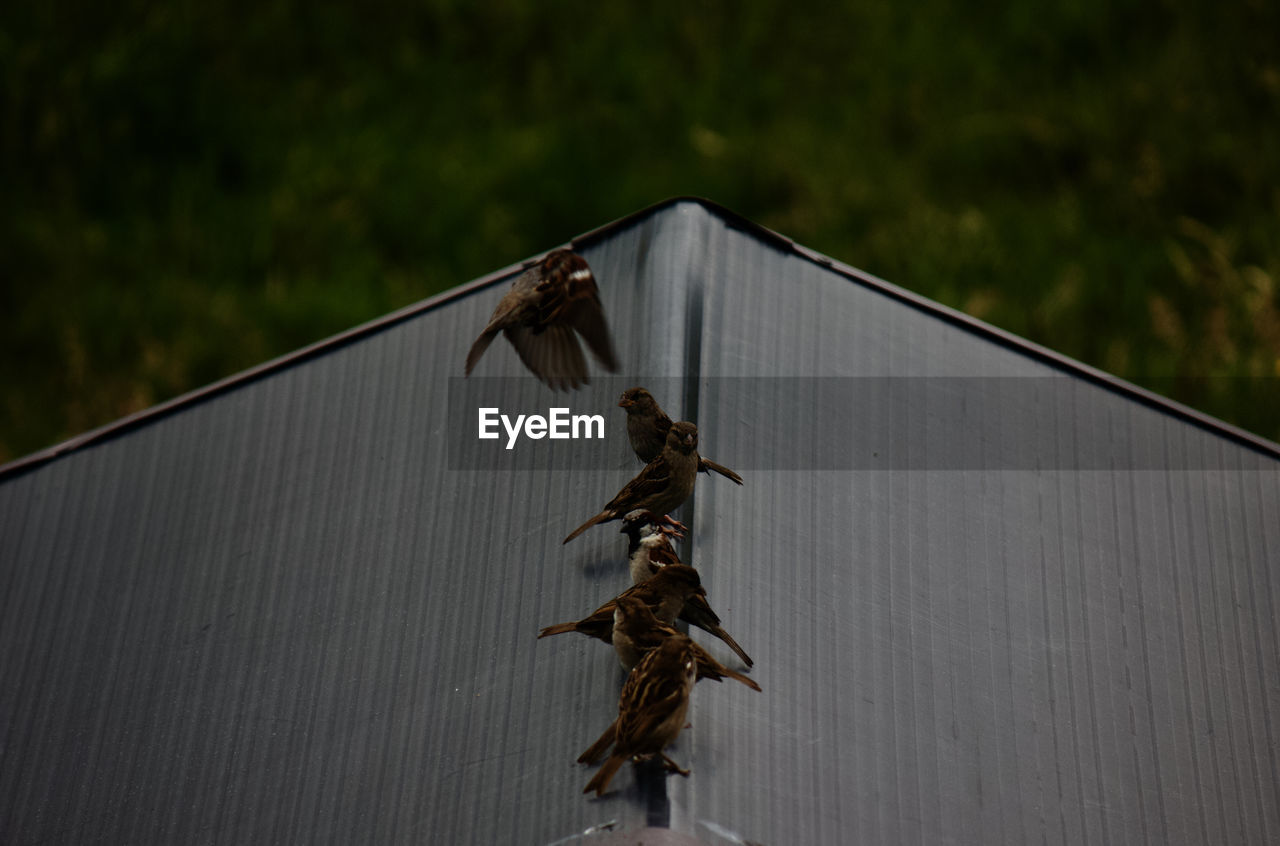 BIRDS FLYING OVER A ROOF