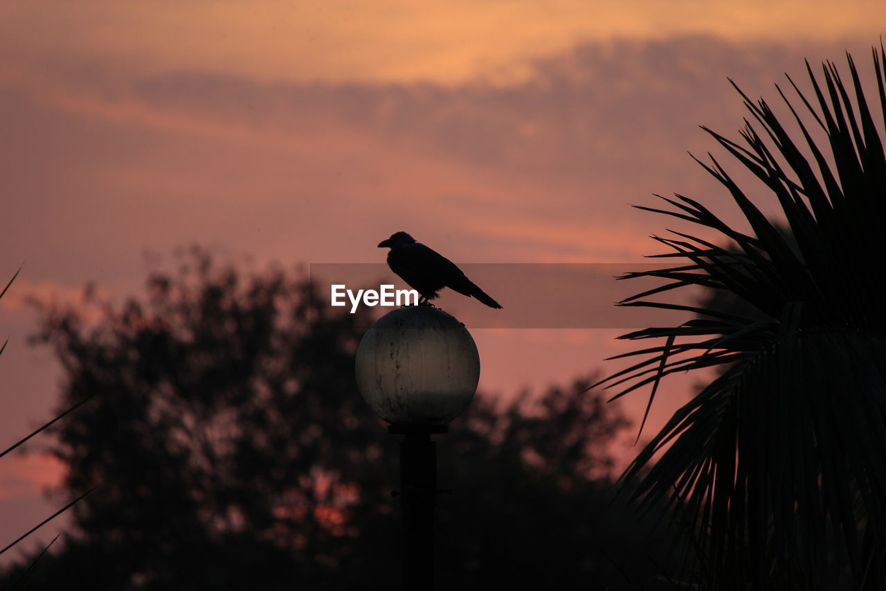 SILHOUETTE BIRD PERCHING ON A PLANT