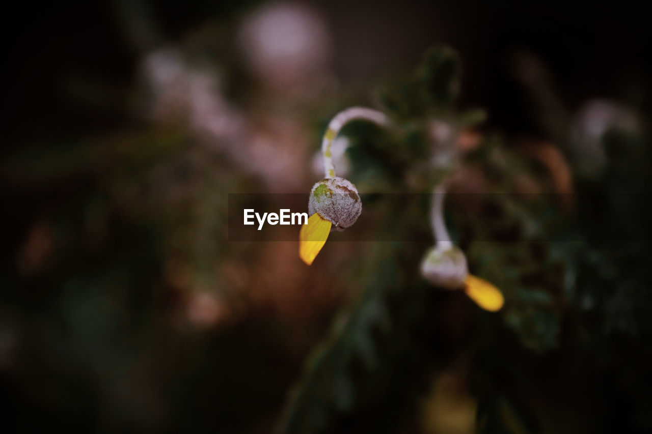 Beautiful Plant Plants Beauty Beauty In Nature Beauty In Nature Blooming Blossom Close-up Day Flower Flower Head Flowering Plant Focus On Foreground Fragility Garden Growth Nature No People Outdoors Plant Selective Focus Spring Spring Flowers Springtime Vulnerability