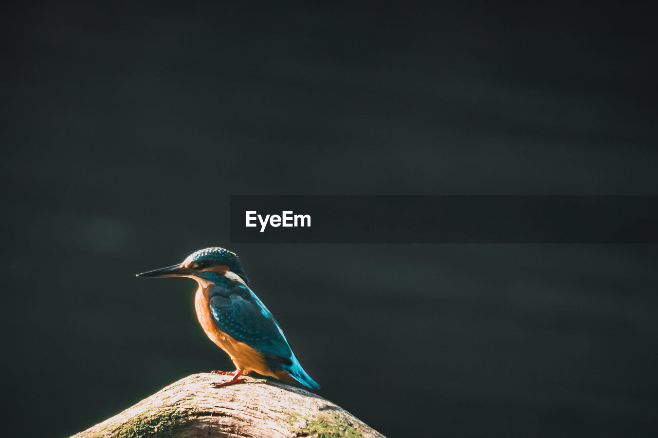 Close-up of bird perching