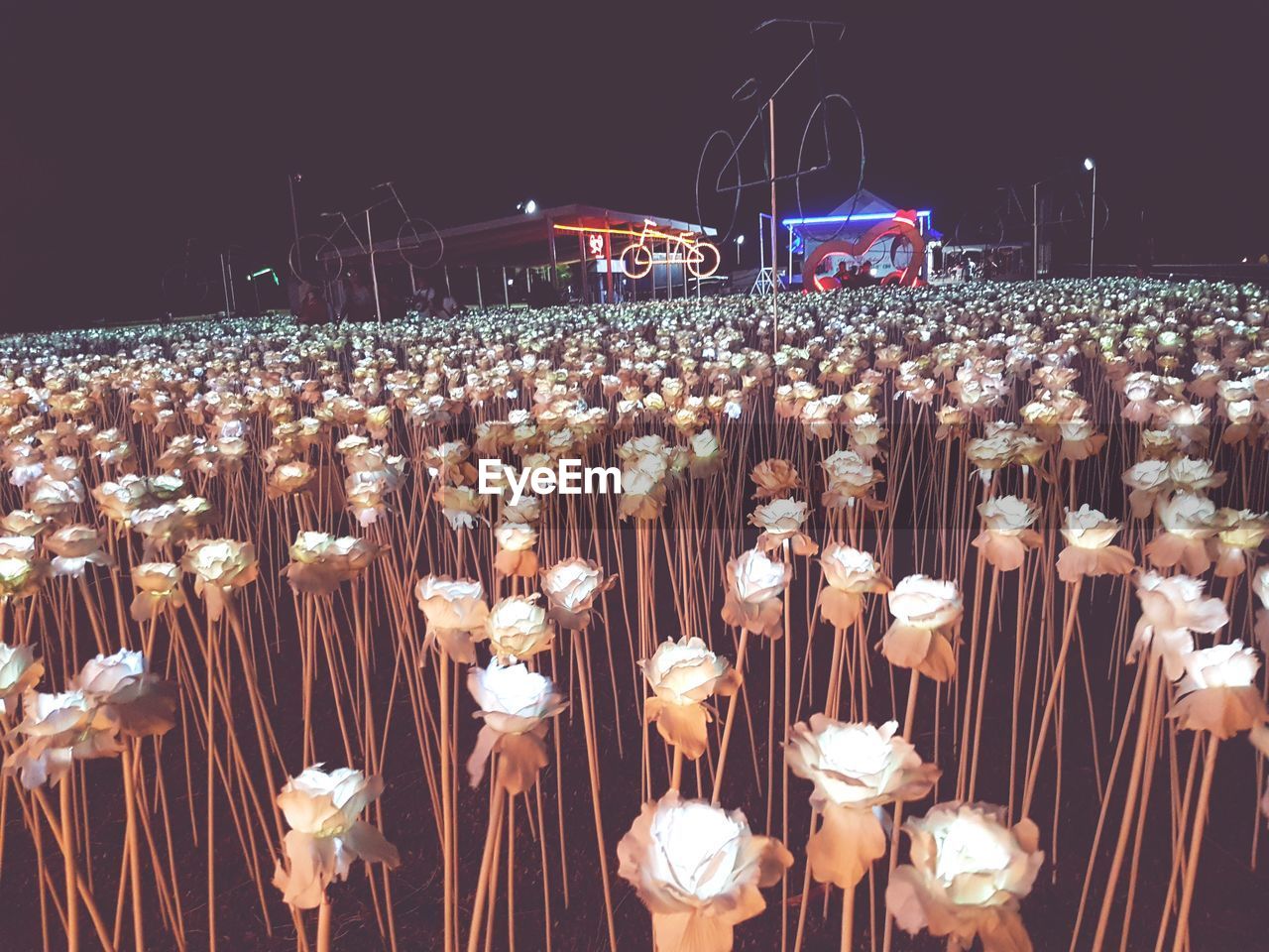 PANORAMIC VIEW OF FLOWERS AT NIGHT