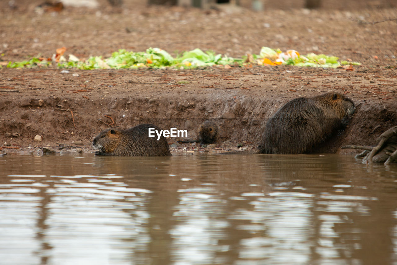 View of nutria  in lake