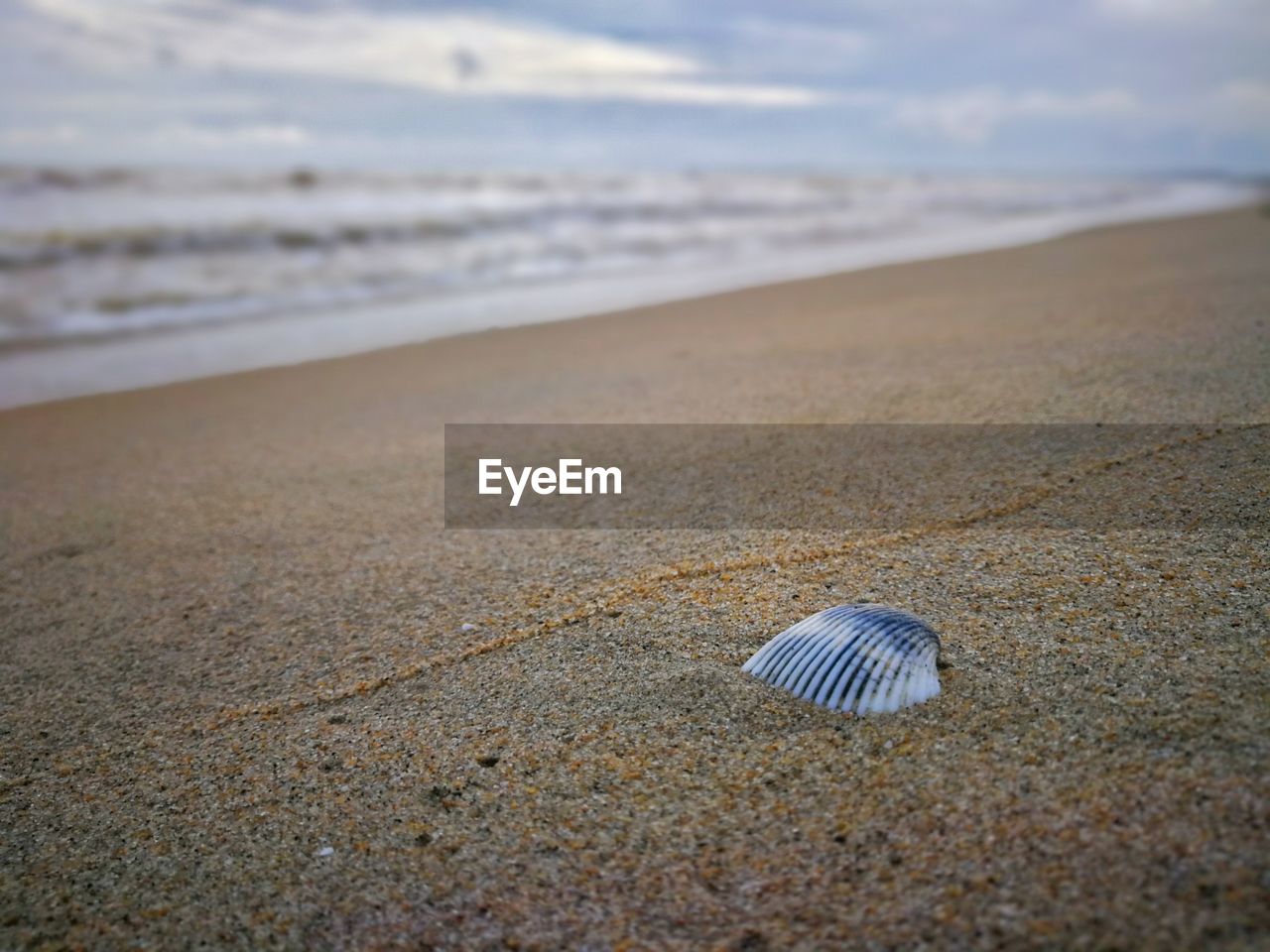 Close-up of seashell on beach