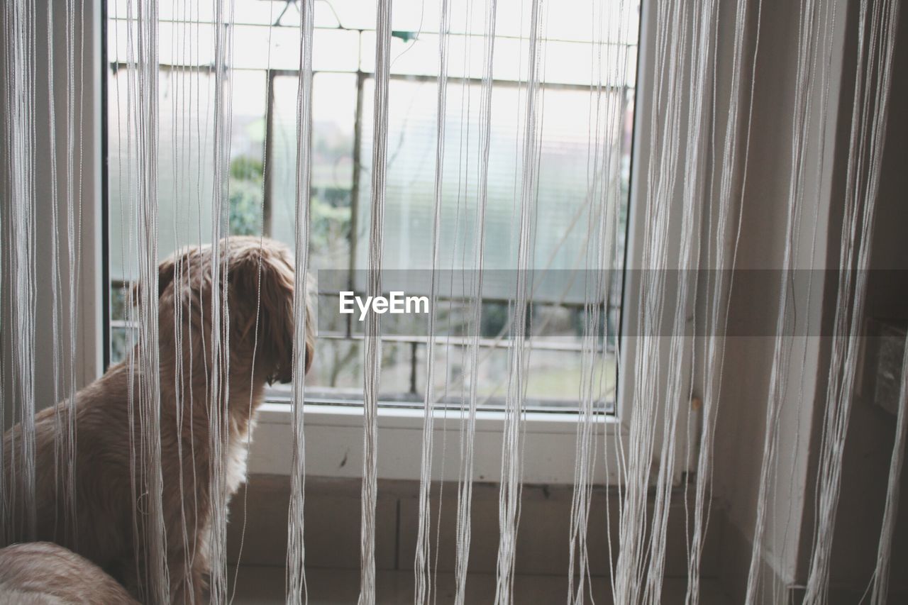 Rear view of dog looking through window