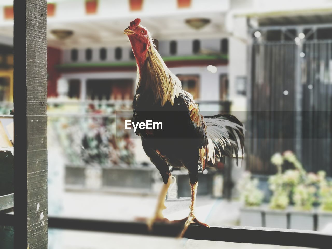 CLOSE-UP OF A BIRD AGAINST BLURRED MOTION