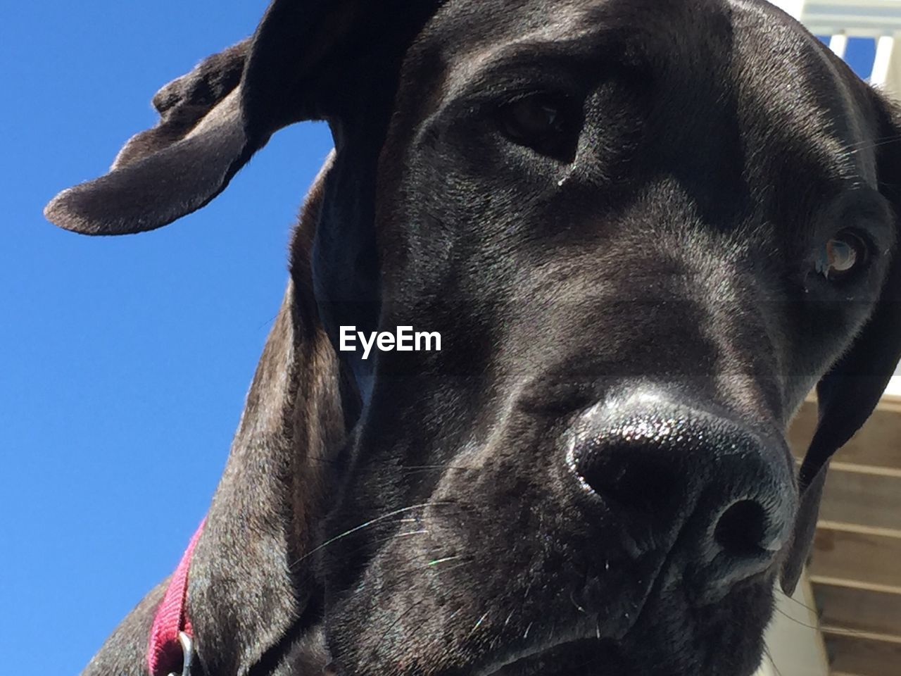 CLOSE-UP PORTRAIT OF DOG