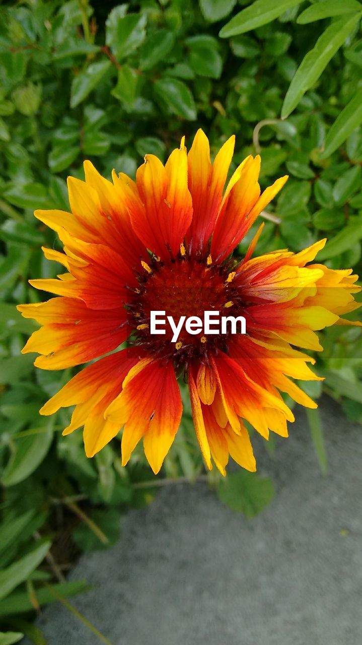 Close-up of yellow gaillardia flower