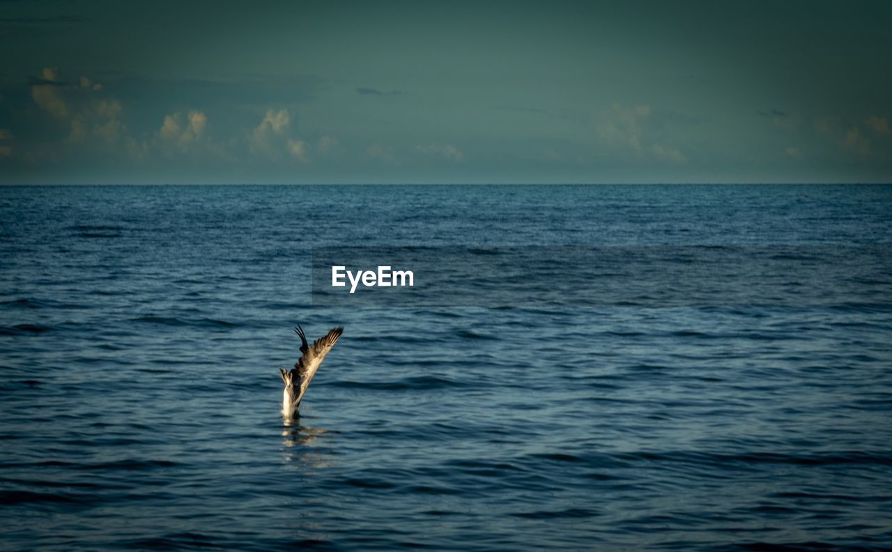 VIEW OF A BIRD IN SEA