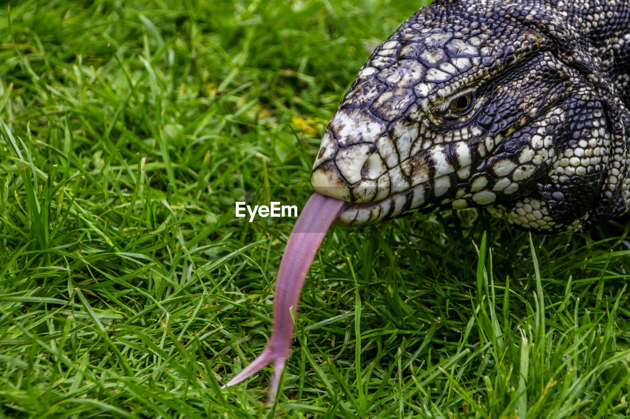 Cropped image of komodo dragon on grassy field