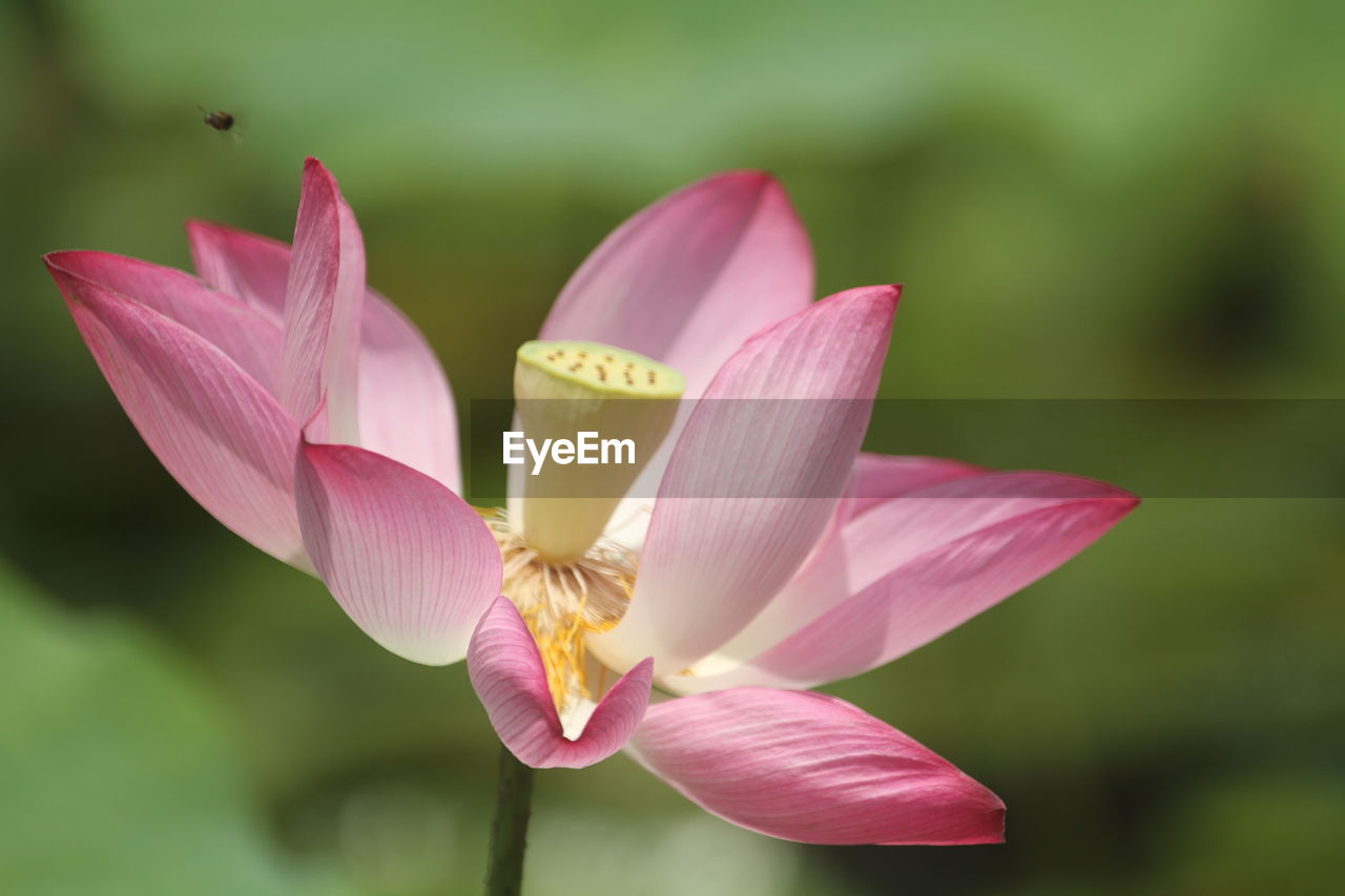 A blooming lotus flower in the pond