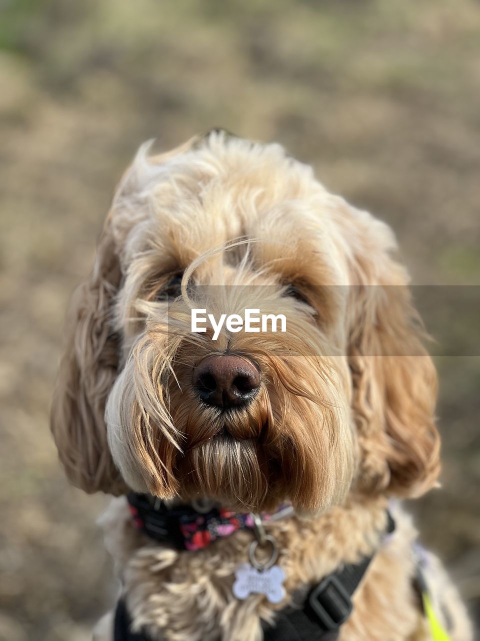 Close-up of a golden cockapoo