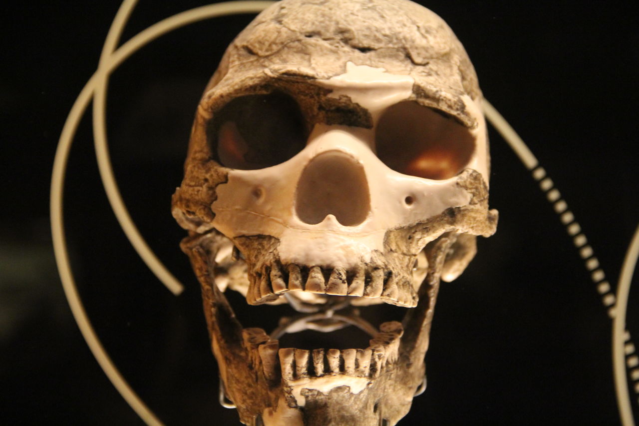 Close-up of human skull against black background