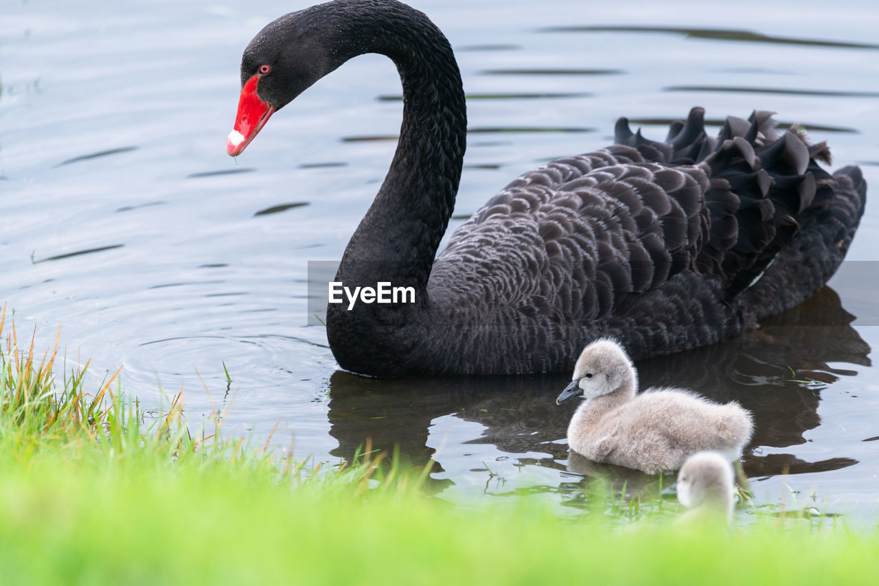 SWANS IN A LAKE