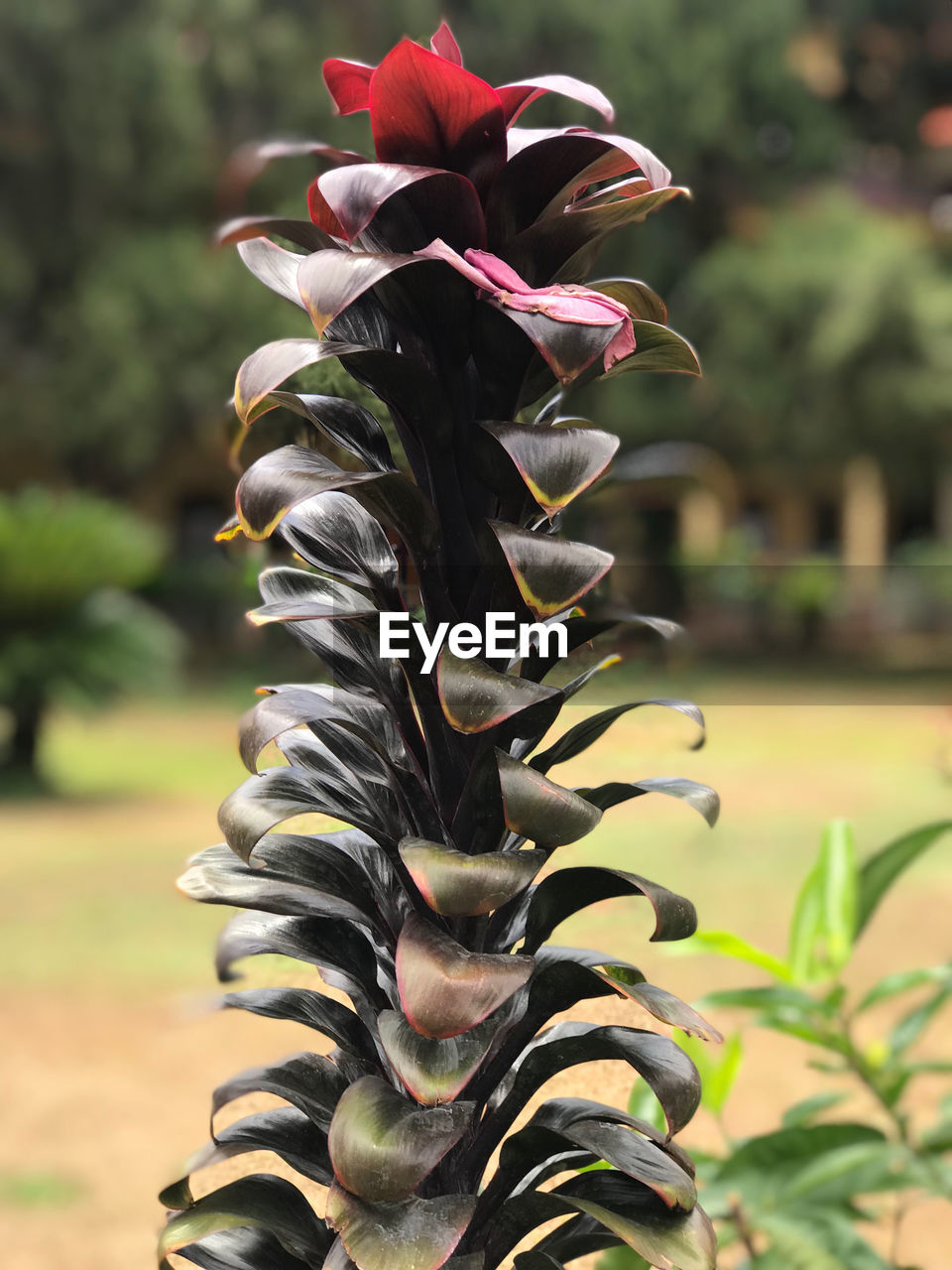 Close-up of flowering plant in park