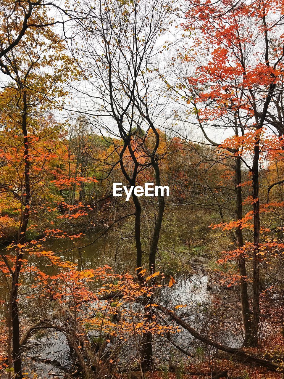 Trees in forest during autumn