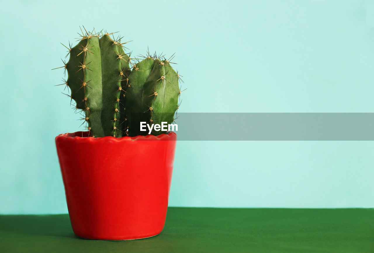 CLOSE-UP OF RED CACTUS PLANT AGAINST WHITE BACKGROUND