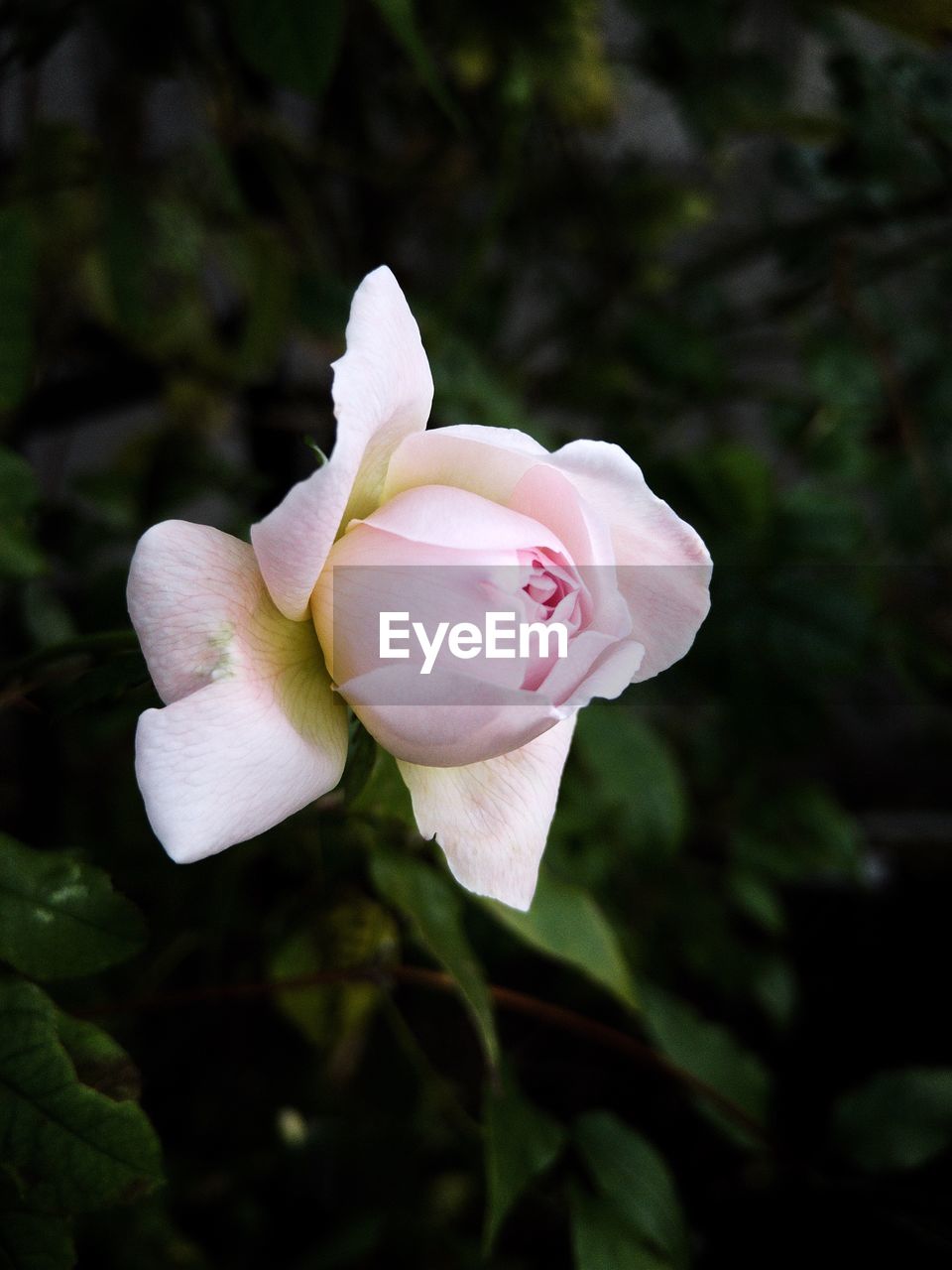 Close-up of white rose