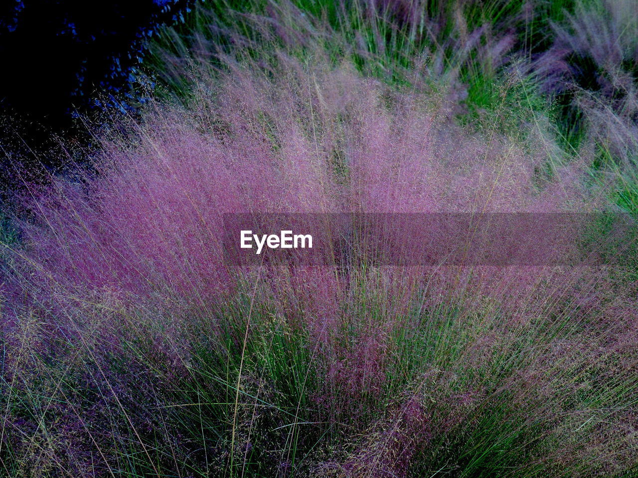 HIGH ANGLE VIEW OF LAVENDER ON FIELD