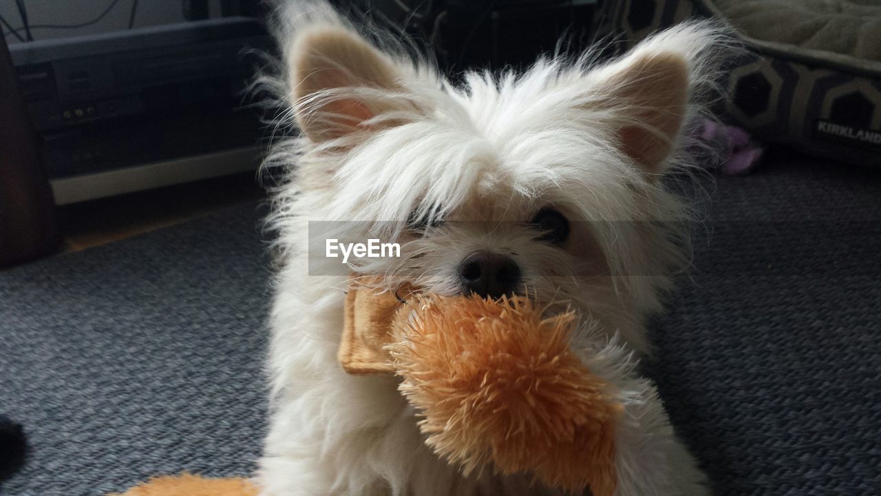 Portrait of white hairy dog with toy at home