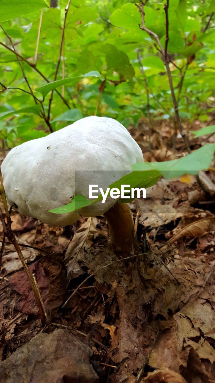 CLOSE-UP OF TREE GROWING IN FOREST