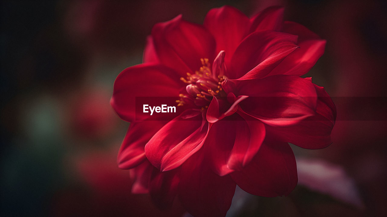 close-up of red flower