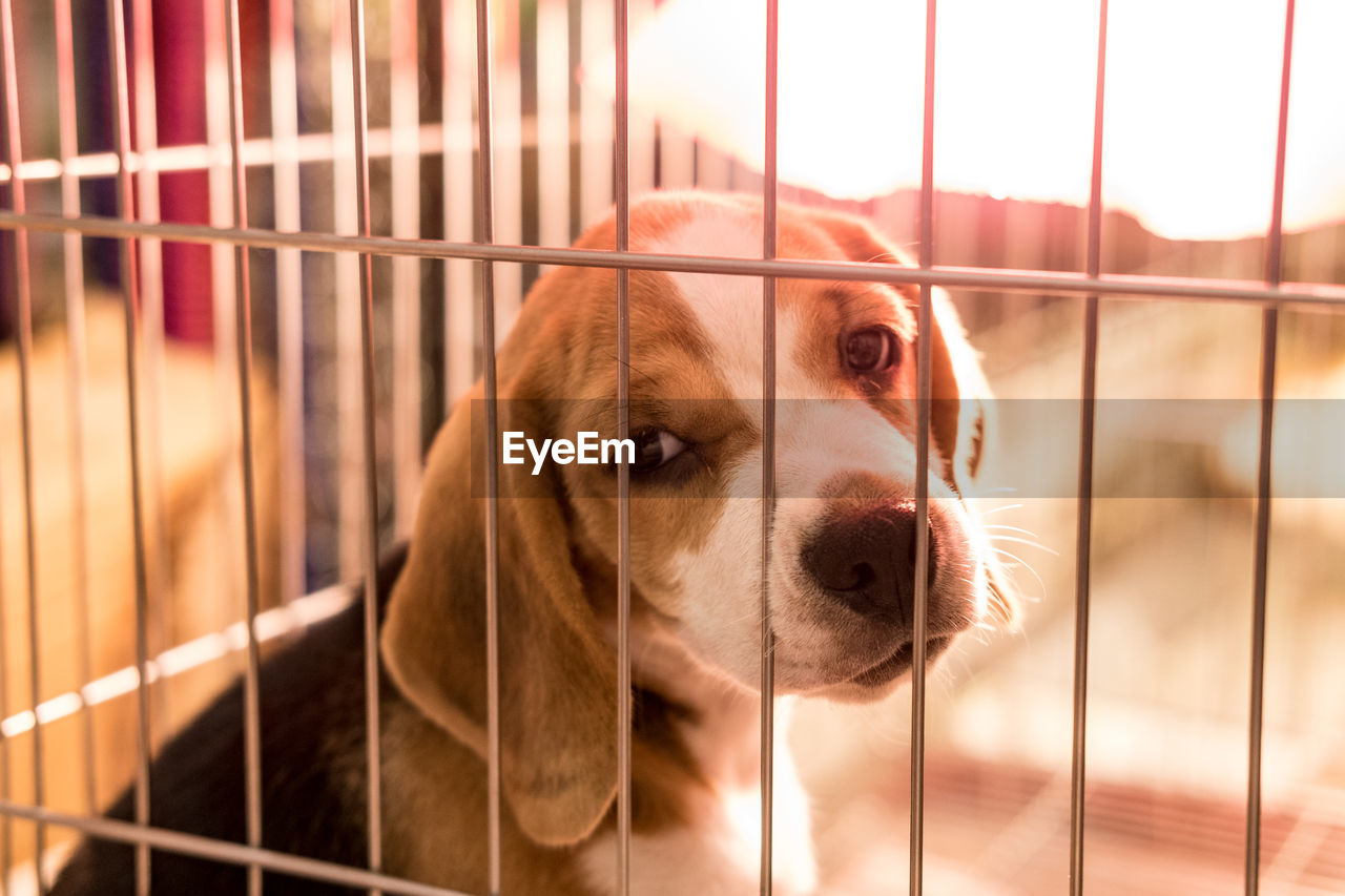 Close-up portrait of dog in cage