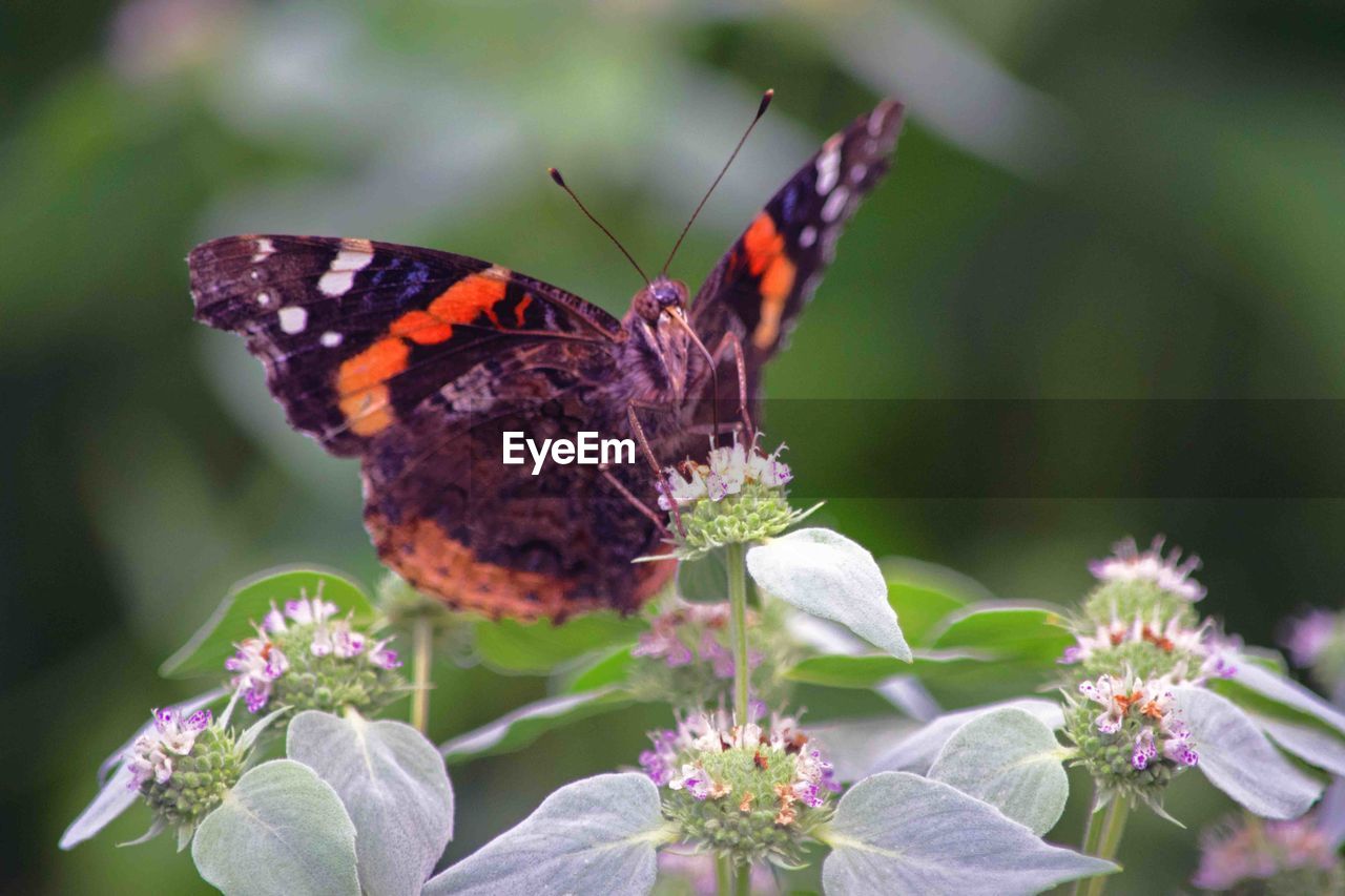 CLOSE-UP OF BUTTERFLY POLLINATING FLOWER