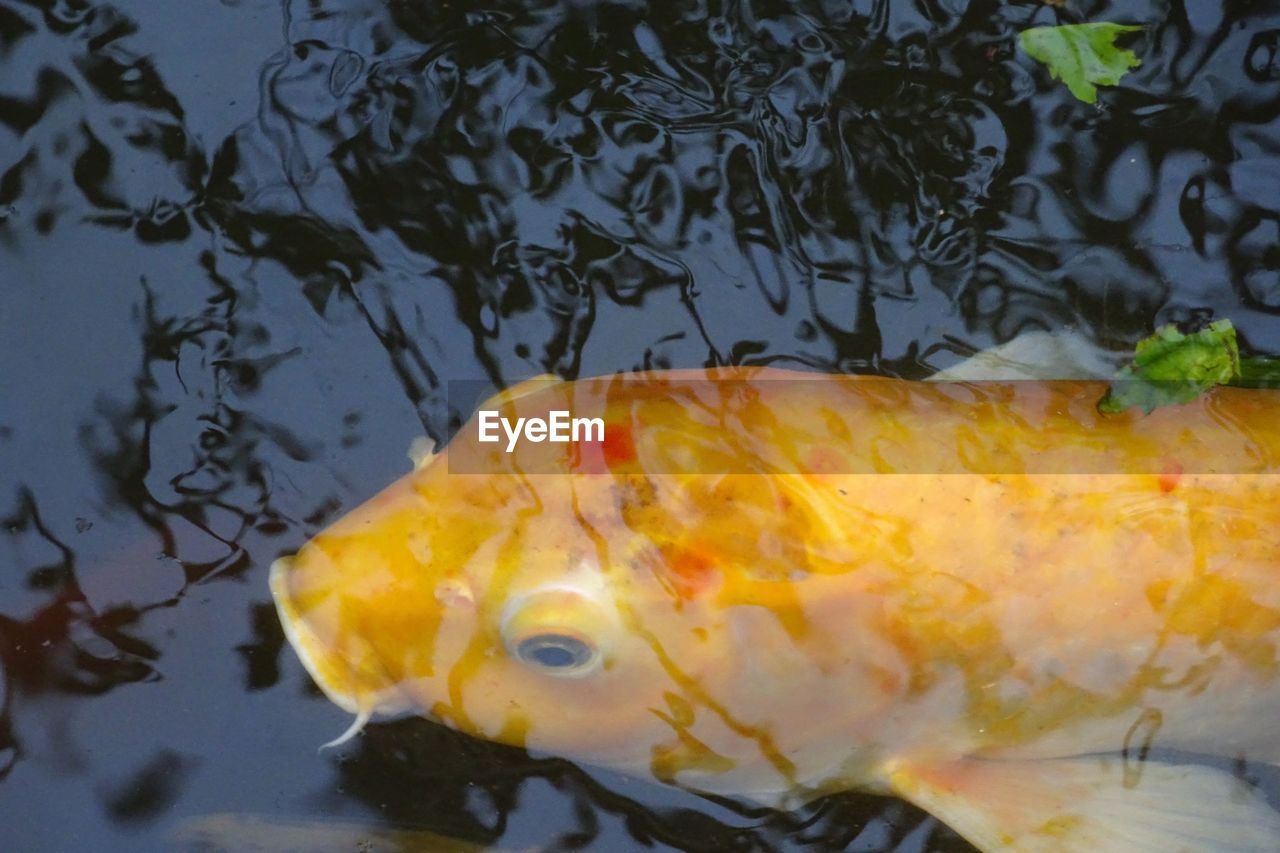 CLOSE-UP OF YELLOW FISH IN WATER