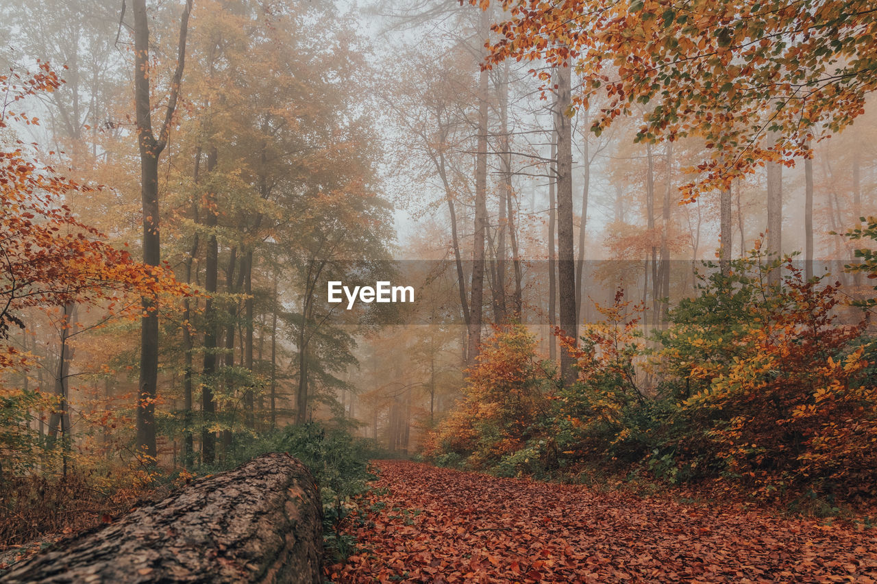 Trees in forest during autumn