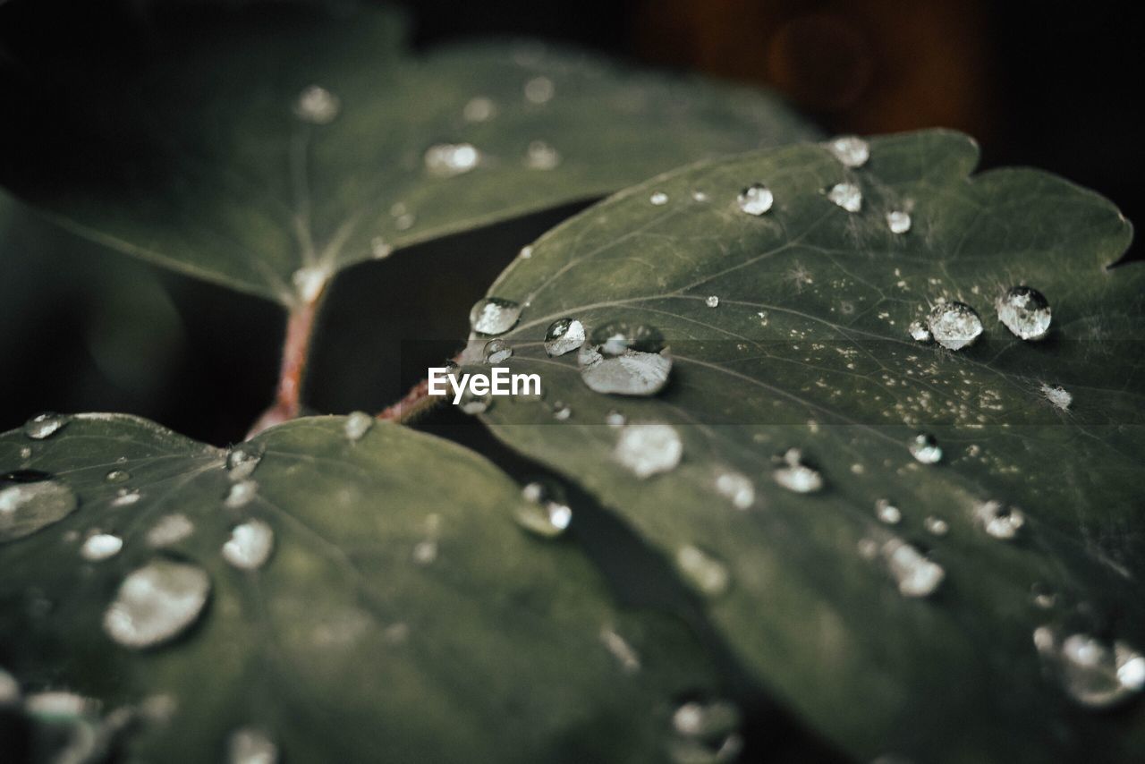 Close-up of water drops on leaves