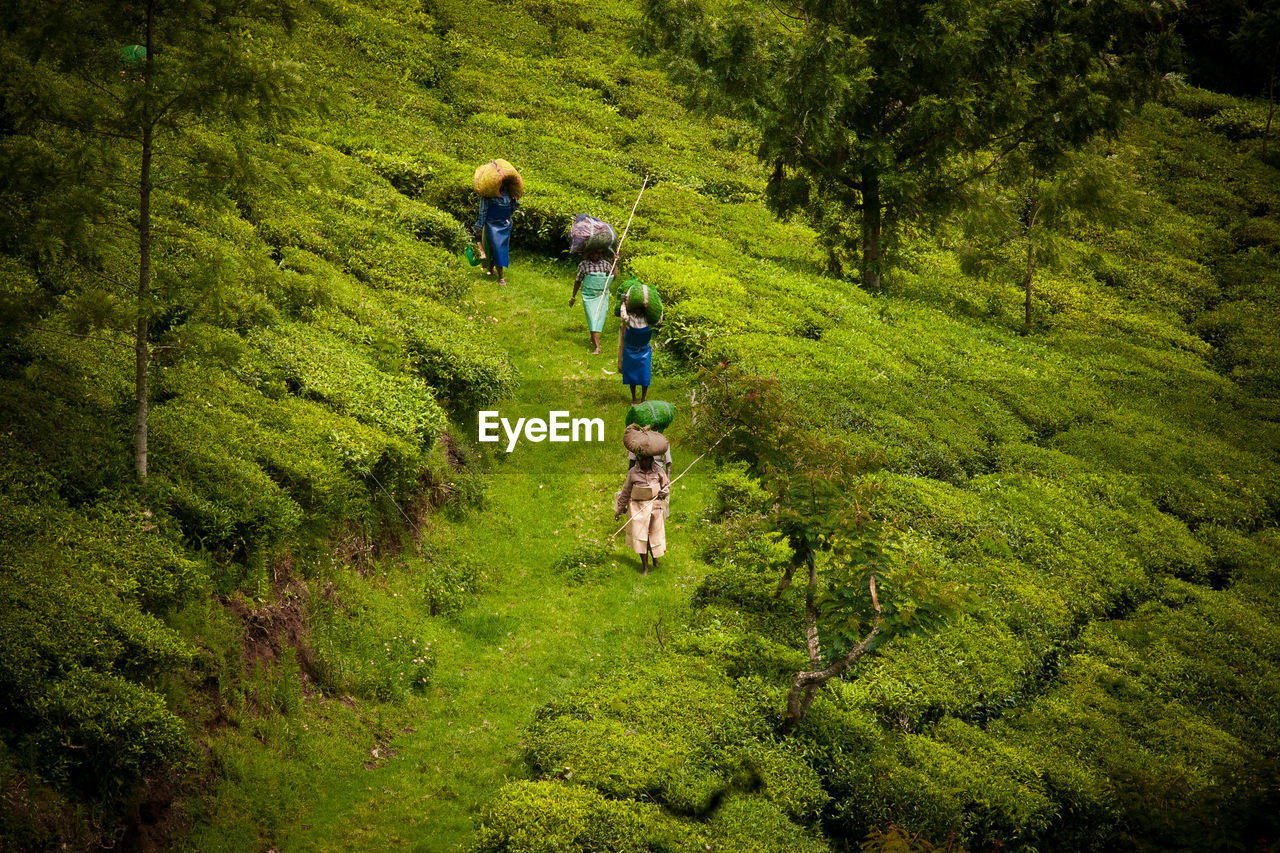 People walking on trail in forest