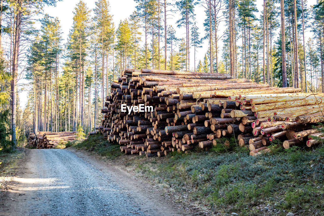 Felled trees are ready for transport in a forest in sweden