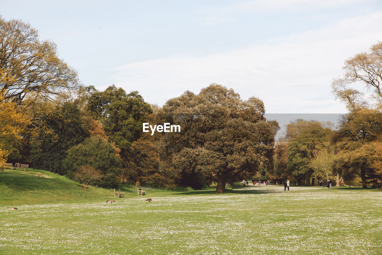 Trees in park against sky