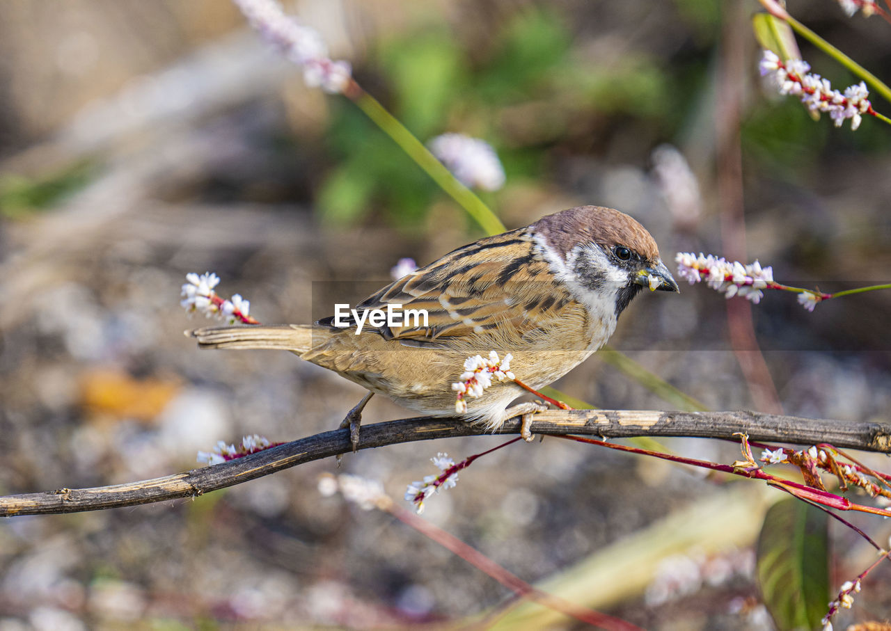 animal themes, animal, animal wildlife, bird, wildlife, nature, branch, one animal, tree, sparrow, plant, eating, outdoors, close-up, perching, food, beauty in nature, no people, full length, focus on foreground, multi colored, flower, food and drink, environment