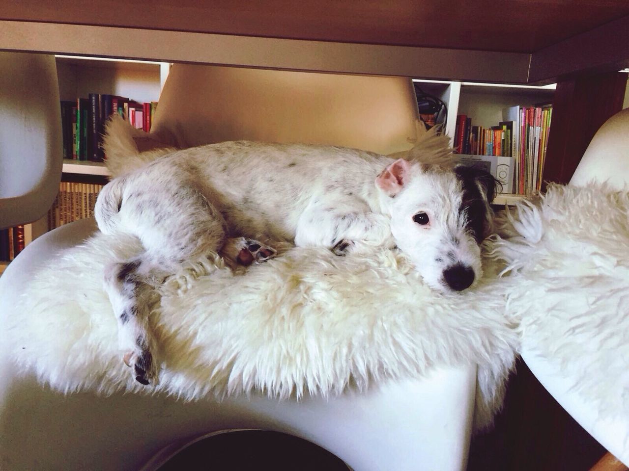 CLOSE-UP OF DOG IN HOME AT BEDROOM