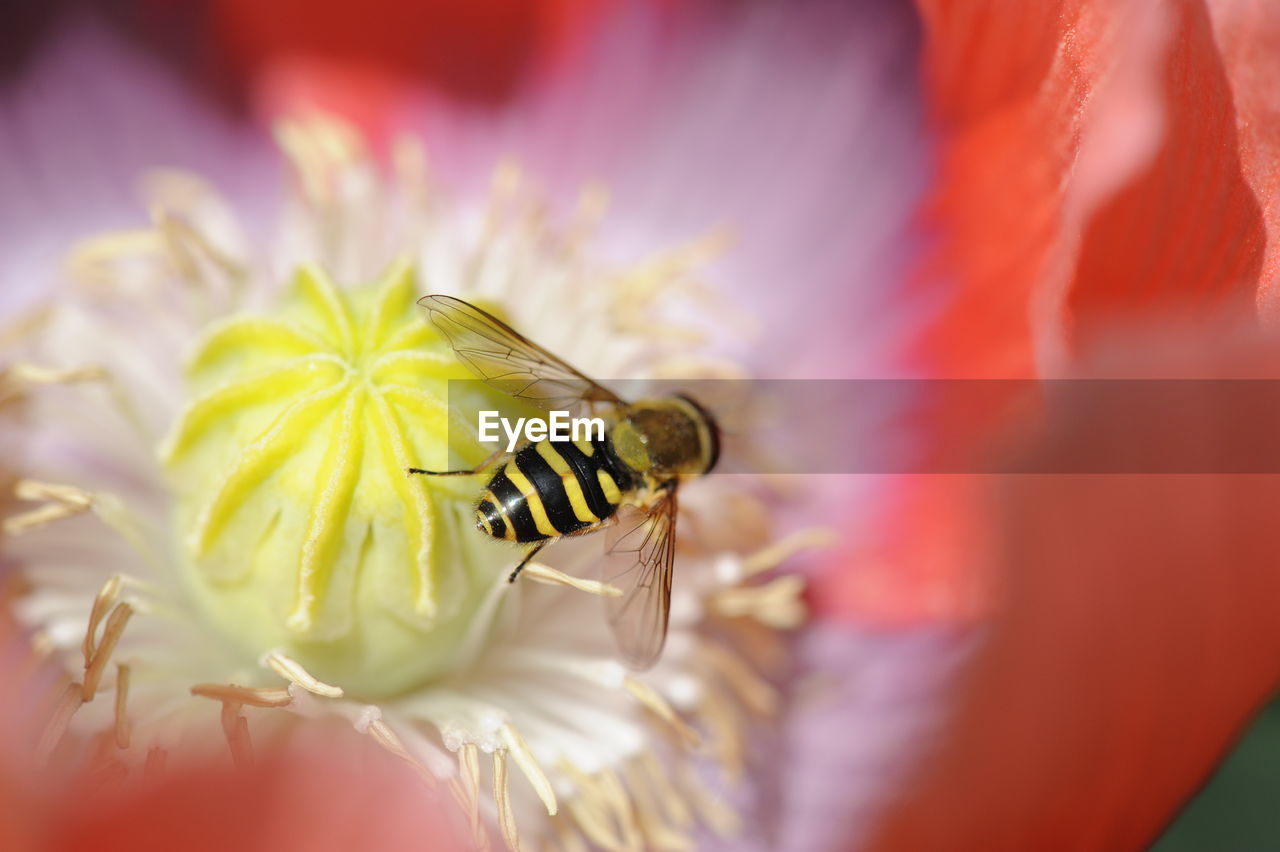 INSECT ON YELLOW FLOWER