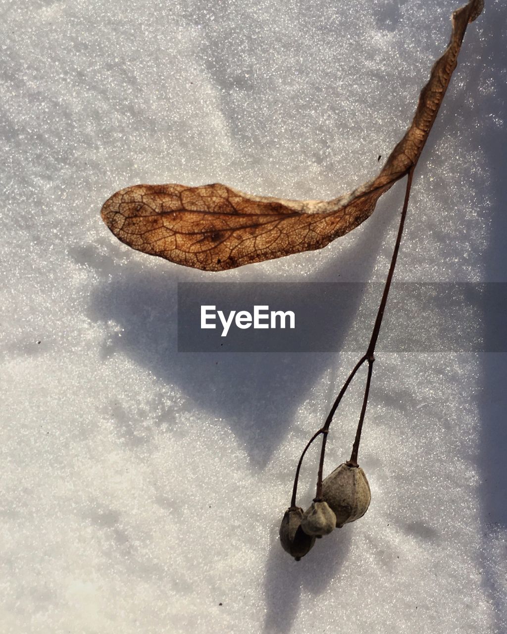 High angle view of buds with dry leaf on snow