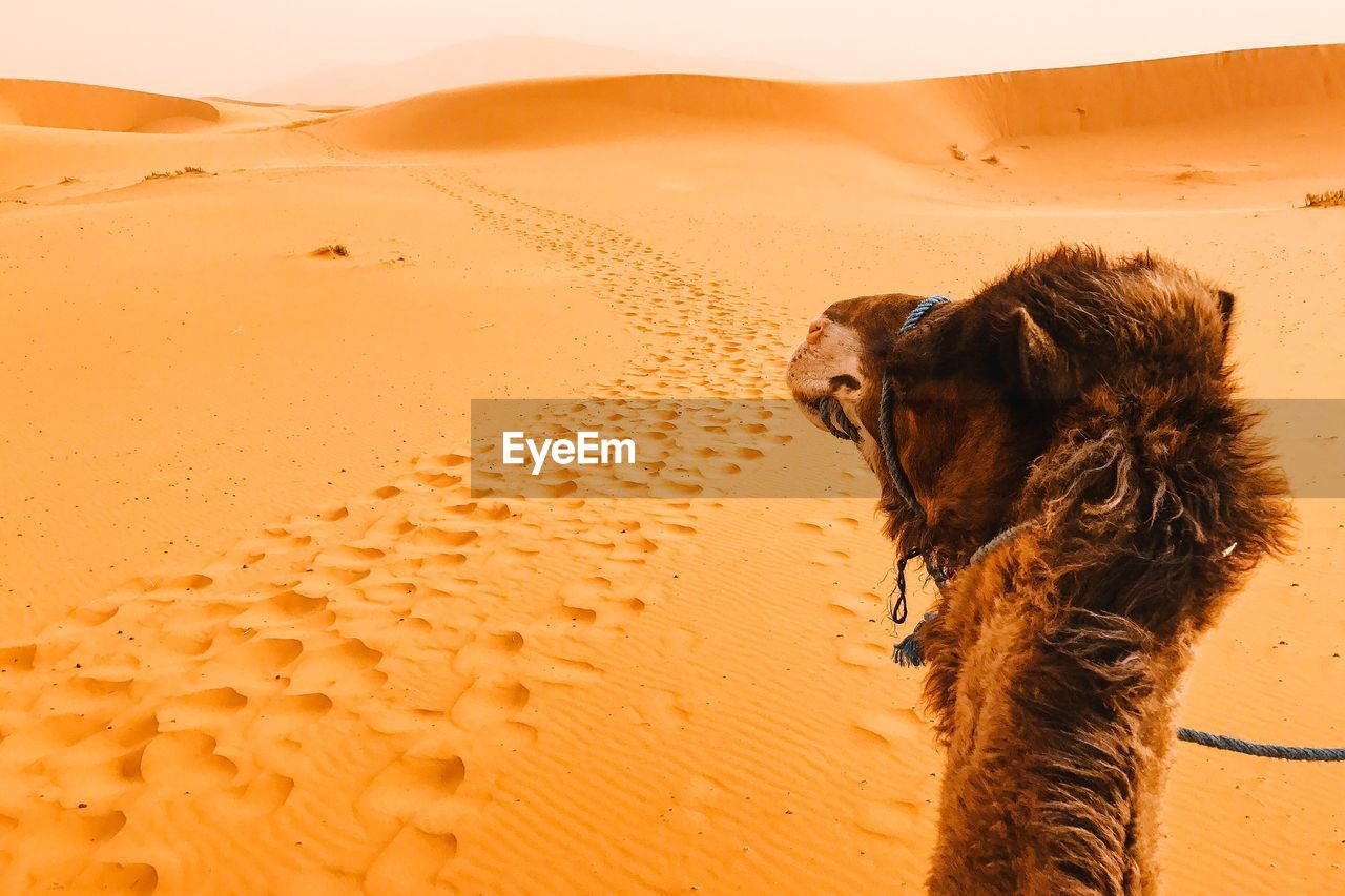 Camel at desert 