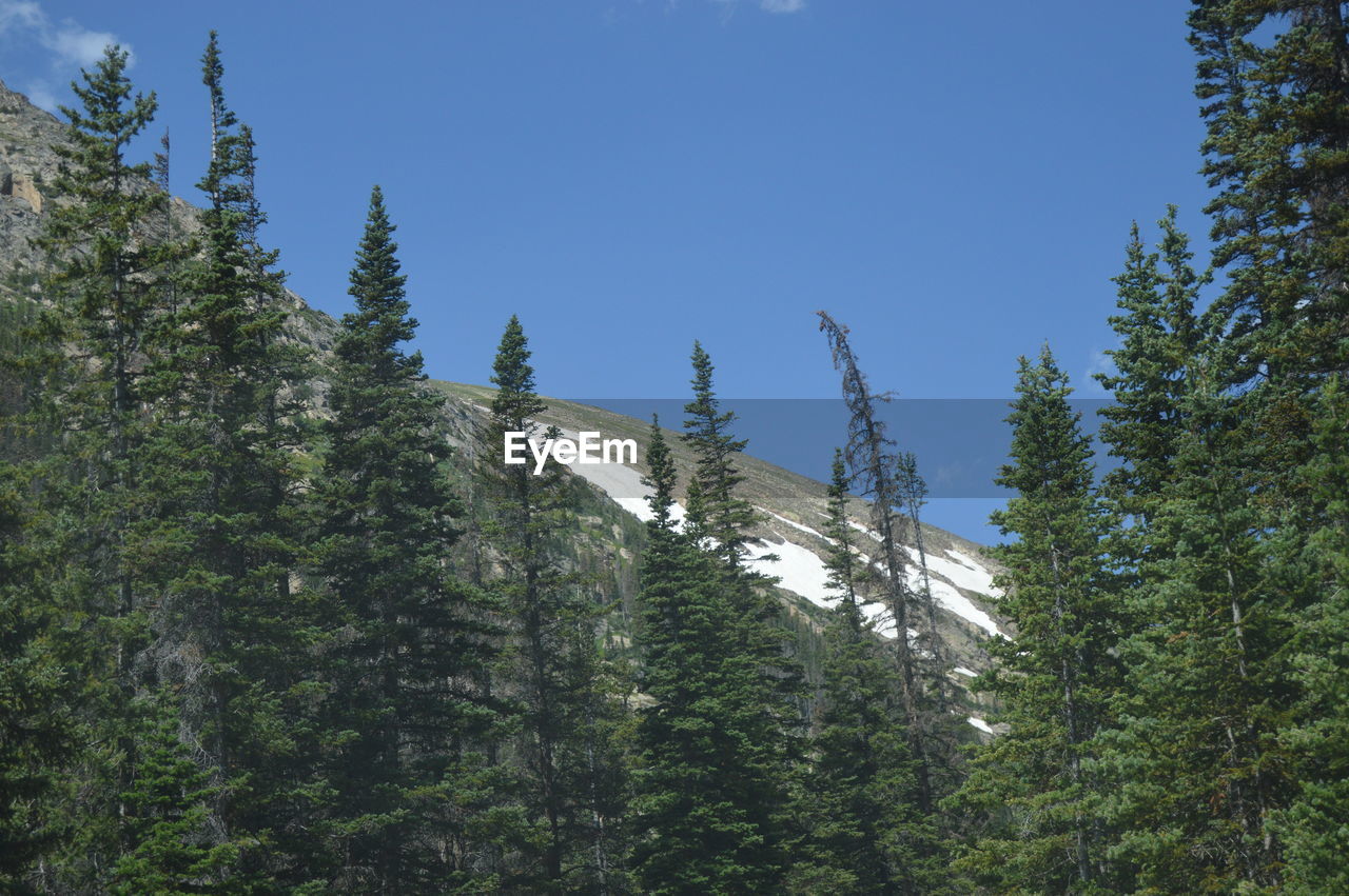 tree, plant, wilderness, coniferous tree, pine tree, mountain, forest, pinaceae, sky, ridge, land, pine woodland, nature, beauty in nature, mountain range, scenics - nature, natural environment, growth, no people, spruce, green, low angle view, non-urban scene, environment, tranquility, day, woodland, fir, travel, tranquil scene, outdoors, travel destinations, blue, landscape, trail, clear sky, tourism