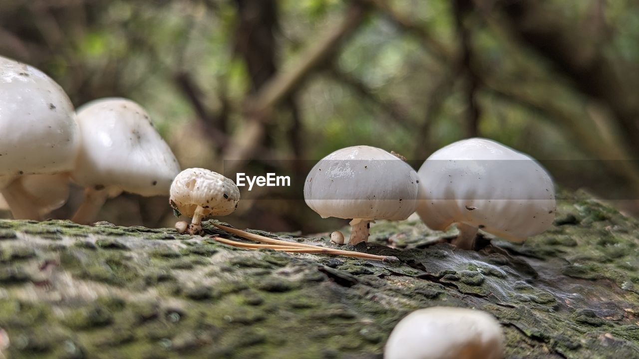 close-up of mushrooms growing on tree