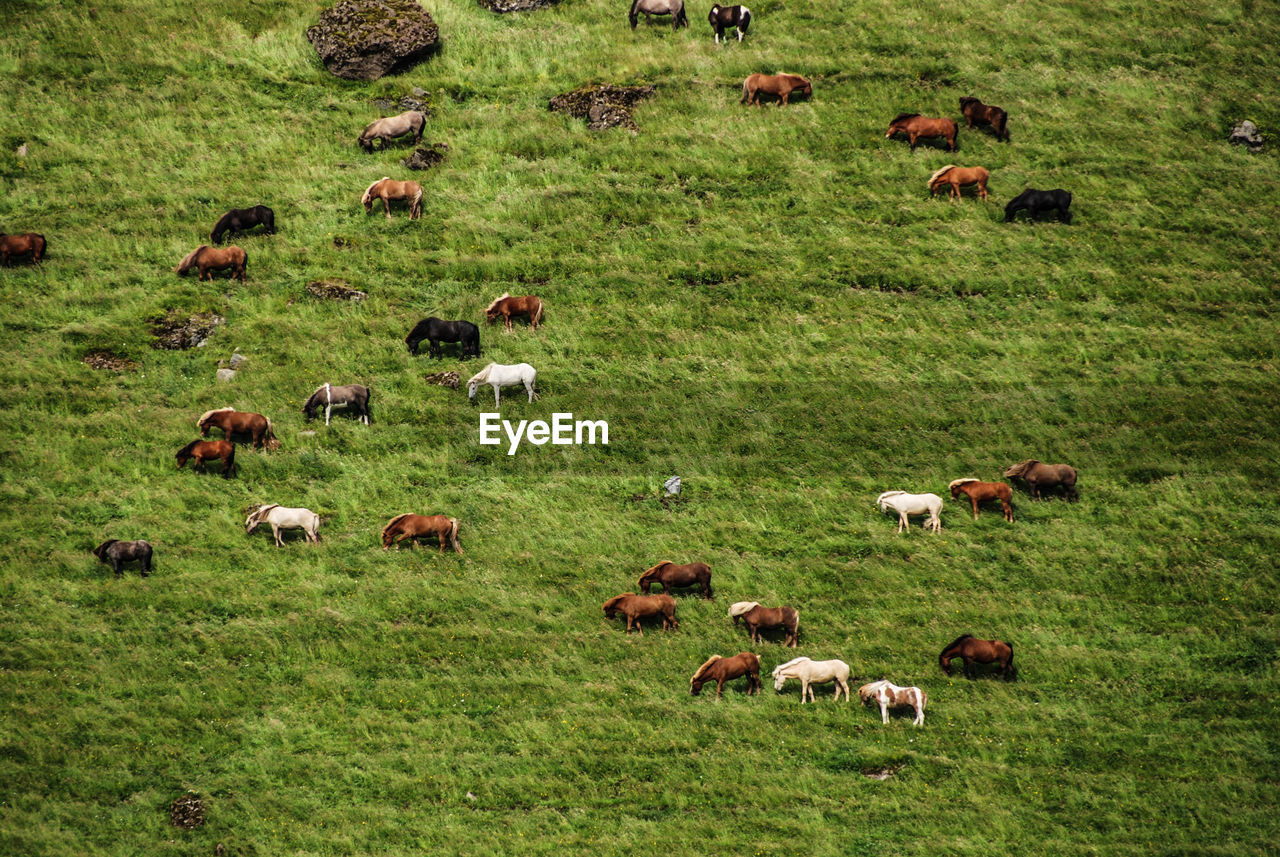 HIGH ANGLE VIEW OF SHEEP IN PASTURE