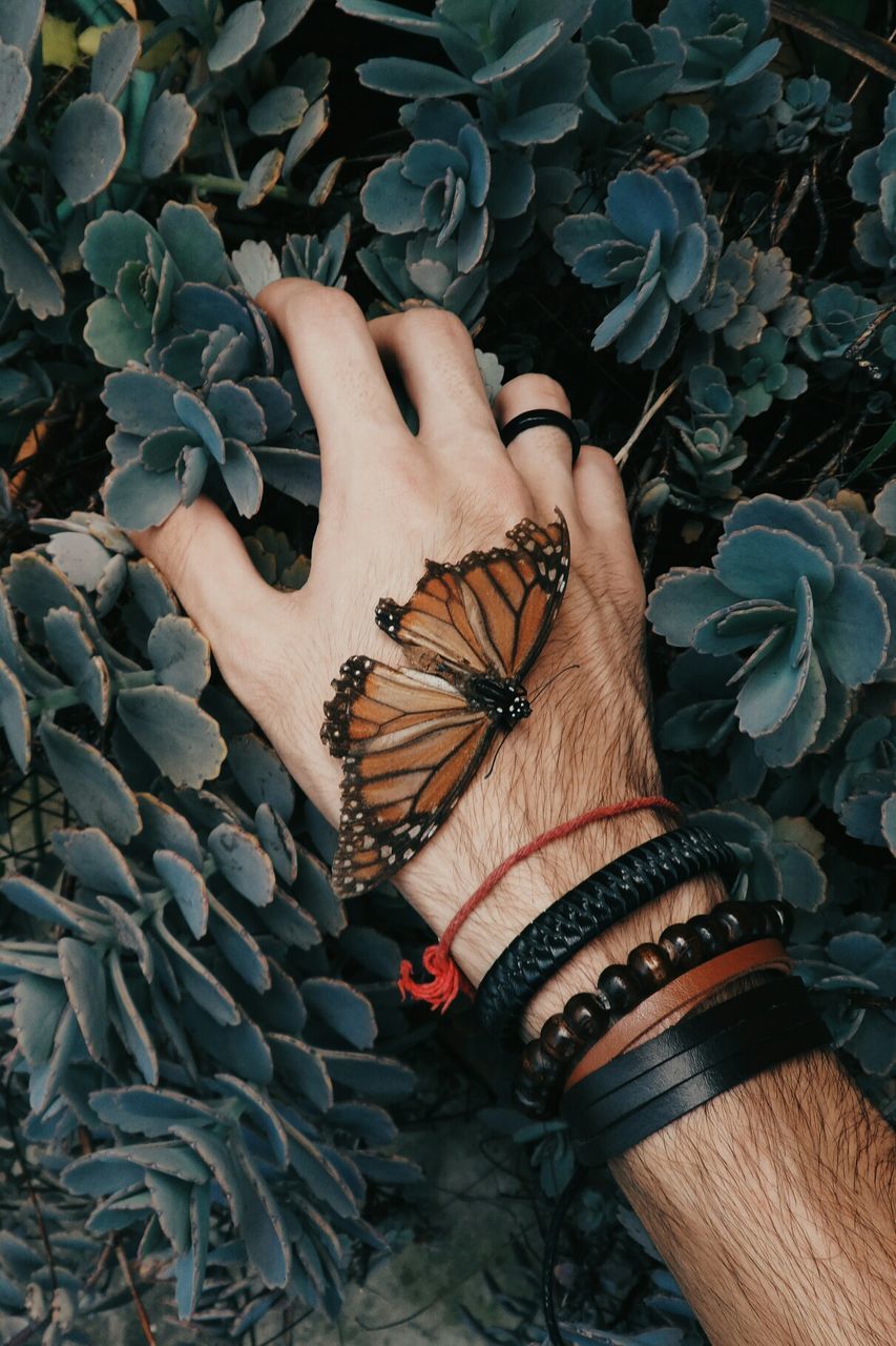 View of butterfly on man's hand