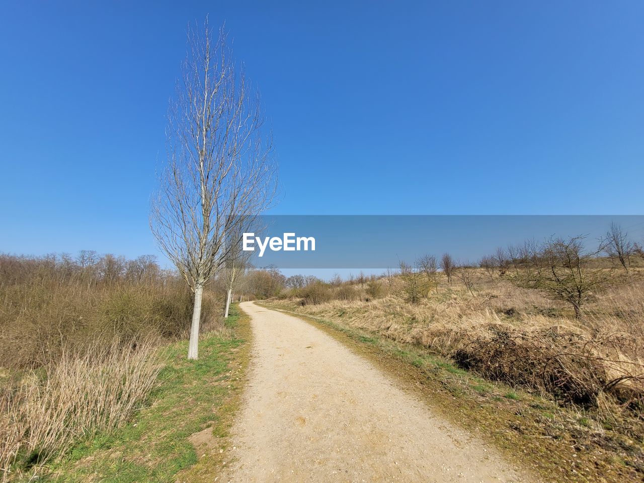 sky, landscape, plant, environment, nature, clear sky, blue, land, natural environment, grass, prairie, road, the way forward, scenics - nature, dirt road, no people, hill, tranquility, dirt, tree, beauty in nature, tranquil scene, non-urban scene, footpath, trail, day, diminishing perspective, soil, rural area, field, grassland, sunny, outdoors, sunlight, remote, rural scene, vanishing point, ridge, wilderness, steppe, transportation, copy space, horizon over land, horizon, growth, bare tree, dry