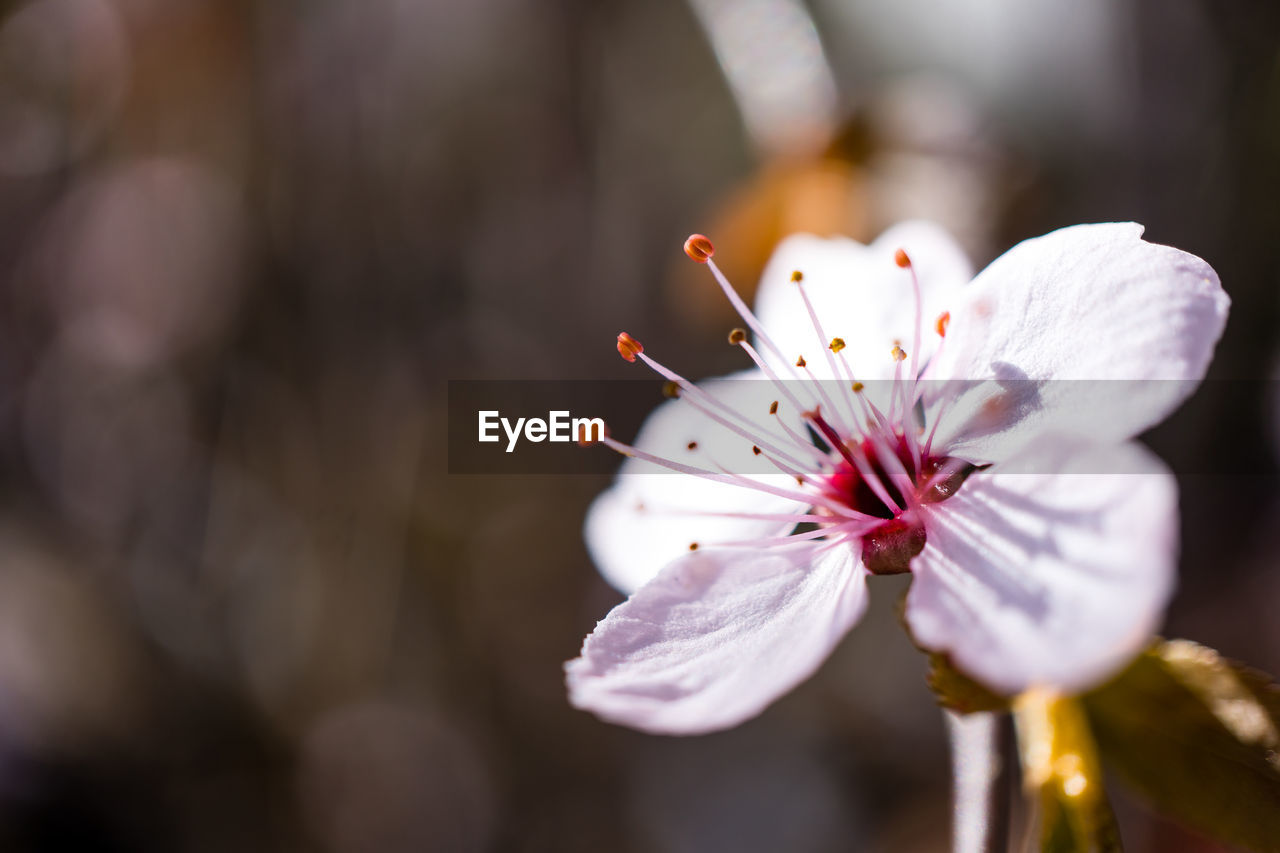 Close-up of white cherry blossom