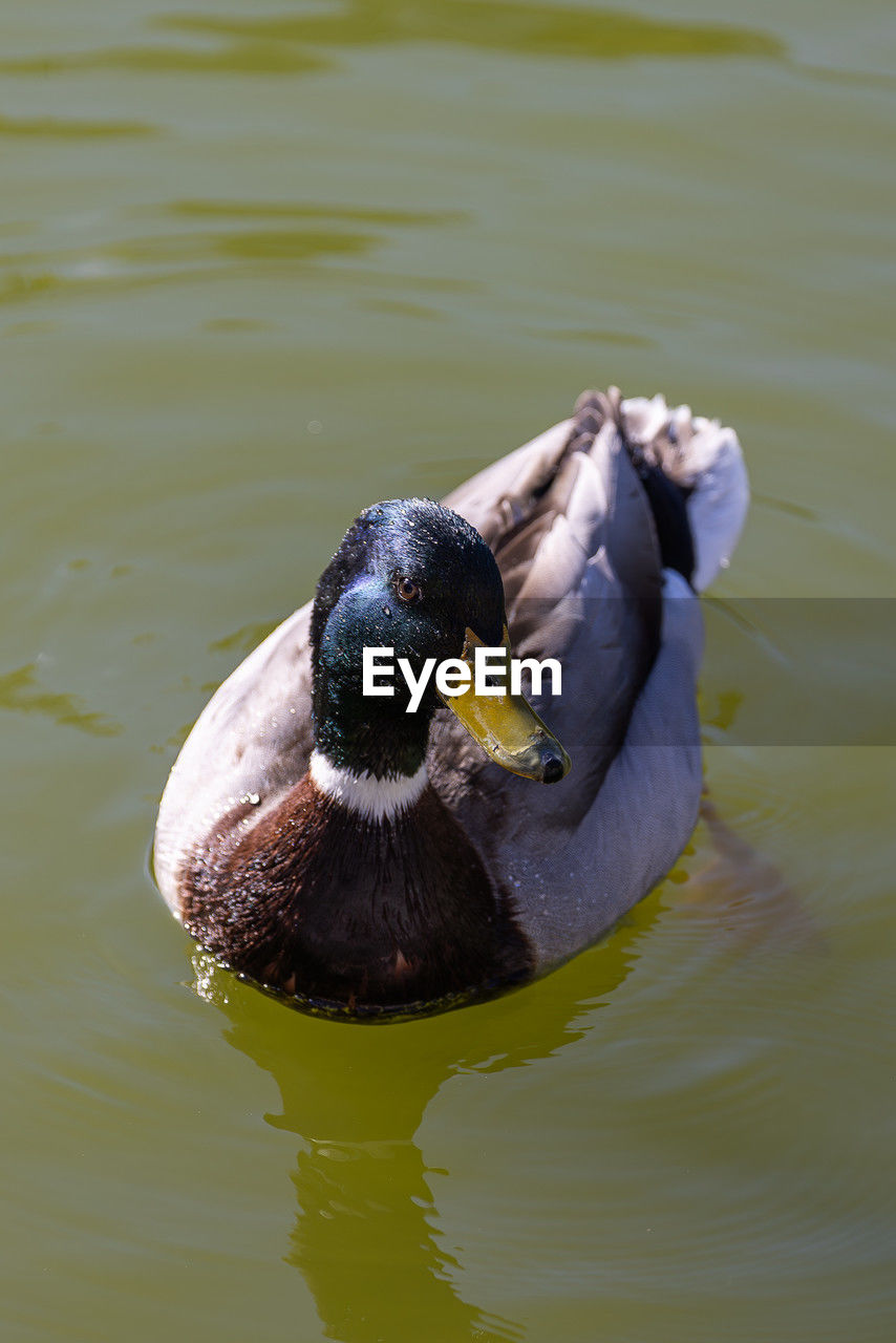 animal themes, animal, bird, animal wildlife, one animal, wildlife, water, duck, water bird, lake, ducks, geese and swans, beak, no people, swimming, day, nature, mallard, close-up, reflection, wing, outdoors